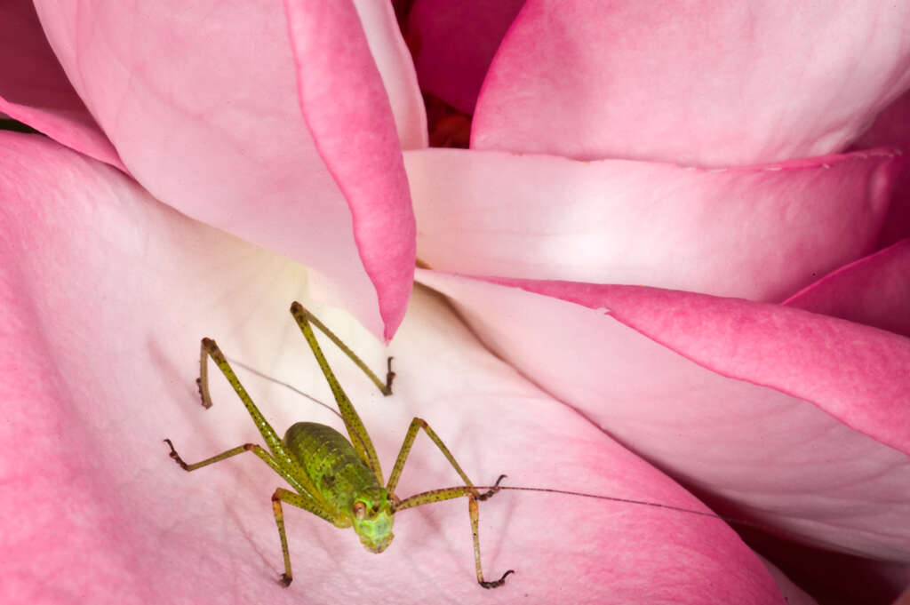 Image of speckled bush-cricket