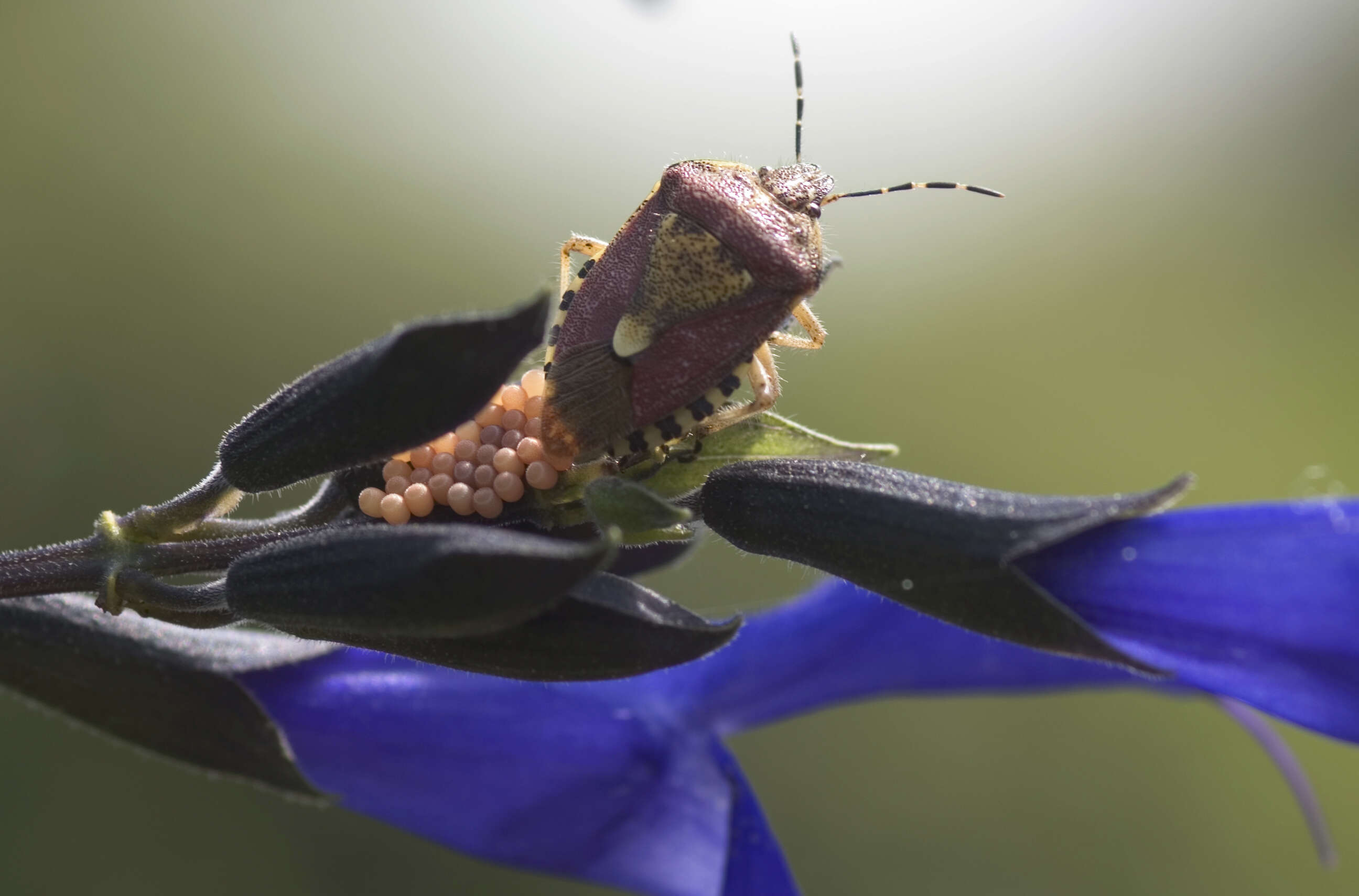 Image of sloe bug