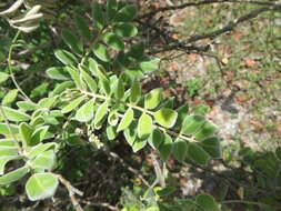 Слика од Sophora tomentosa subsp. occidentalis (L.) Brummitt