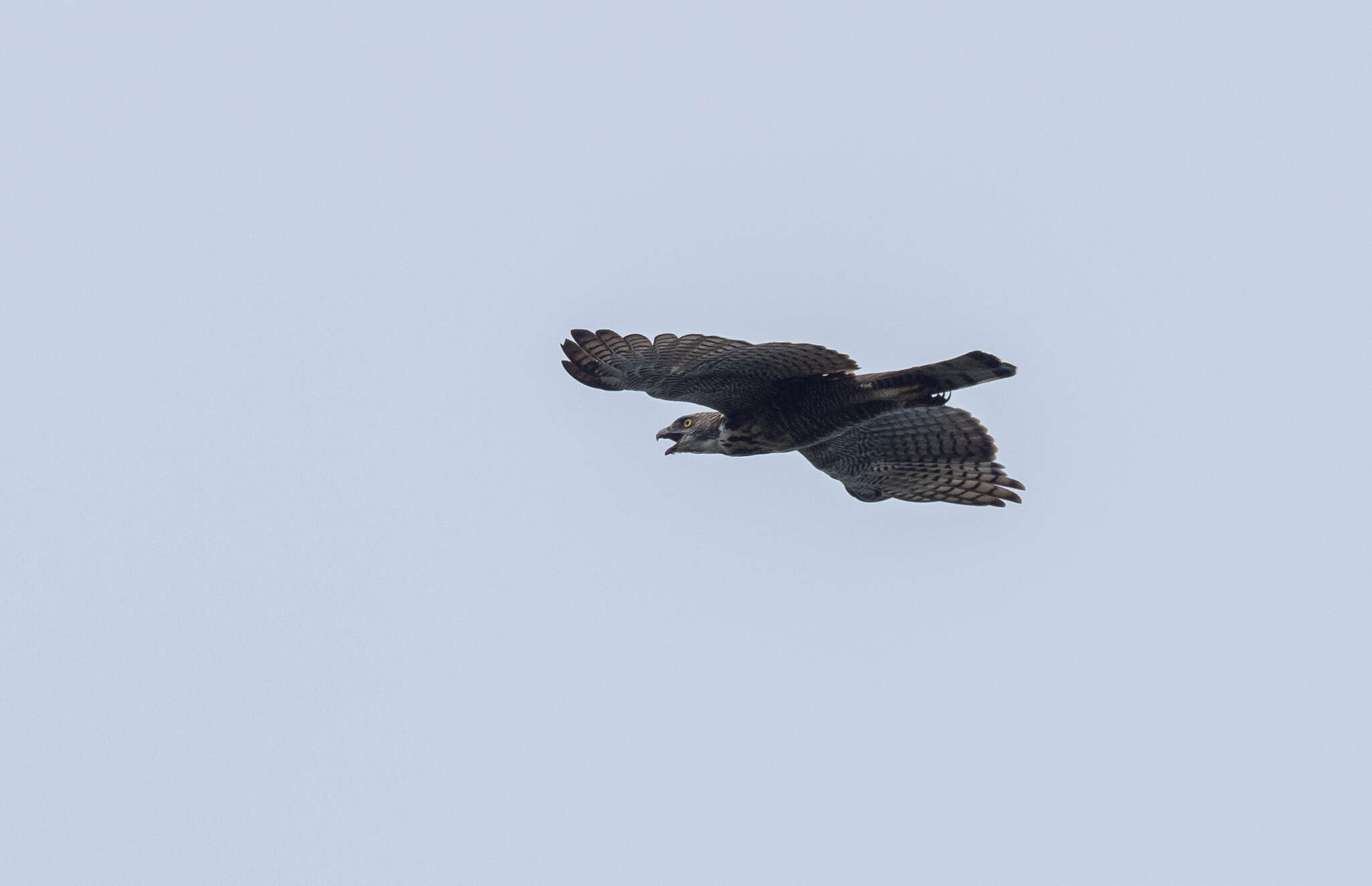 Nisaetus pinskeri (Preleuthner & Gamauf 1998) resmi