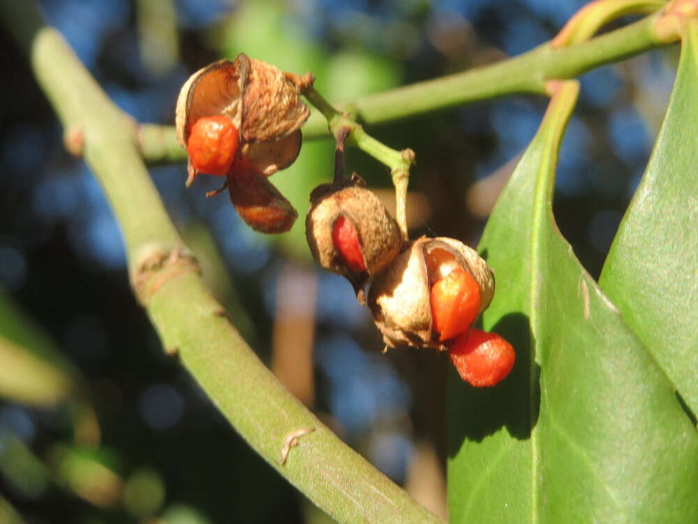 Image of Japanese spindletree