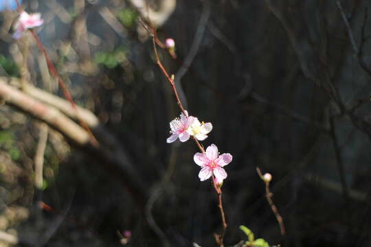 Prunus pogonostyla Maxim.的圖片