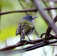 Image of Slate-headed Tody-Flycatcher