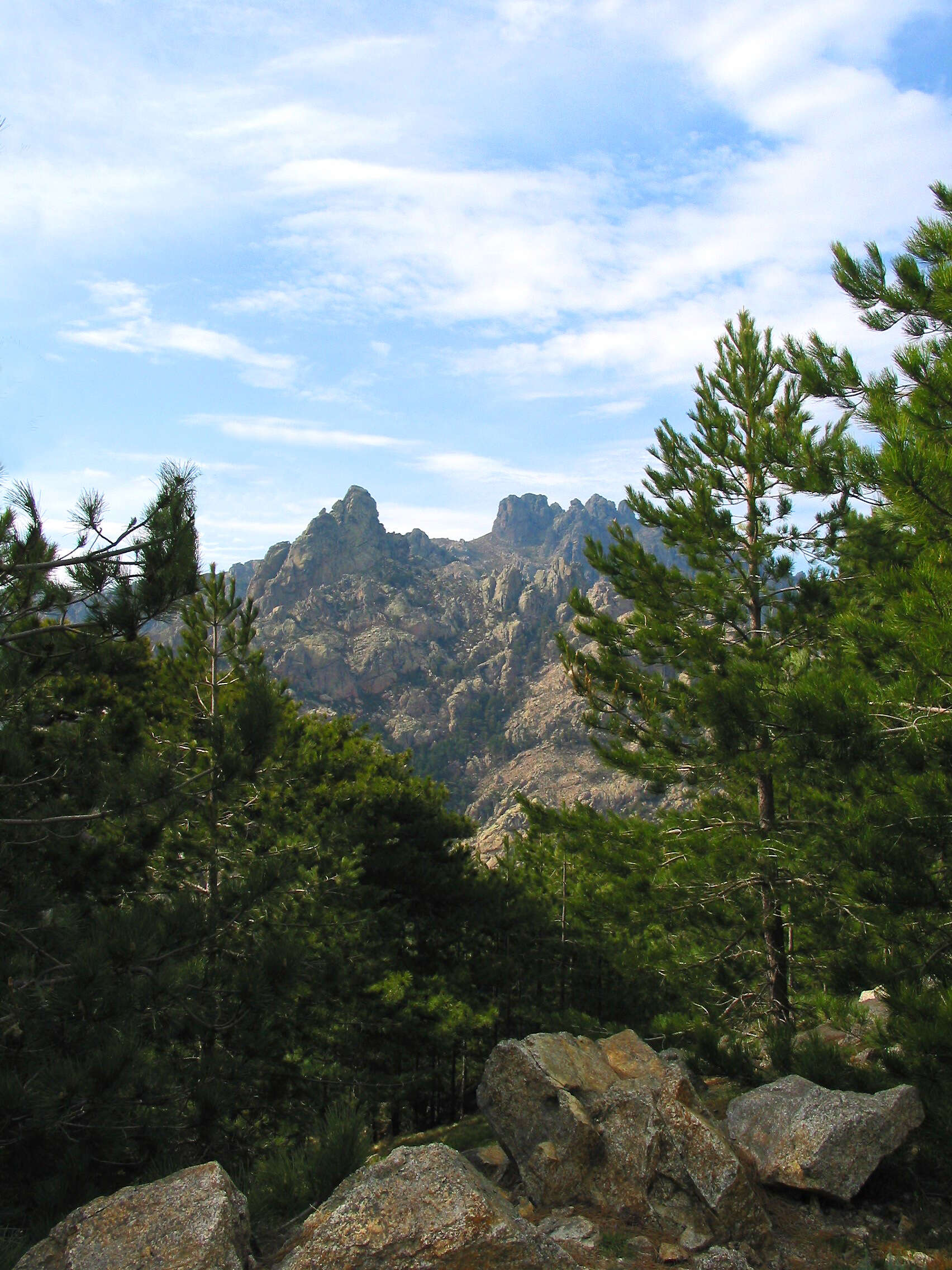 Imagem de Pinus nigra J. F. Arnold