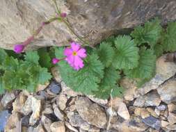 Image of Primula minkwitziae W. W. Smith