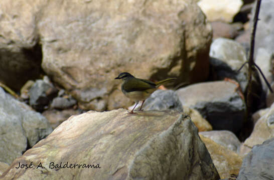 Image of Riverbank Warbler