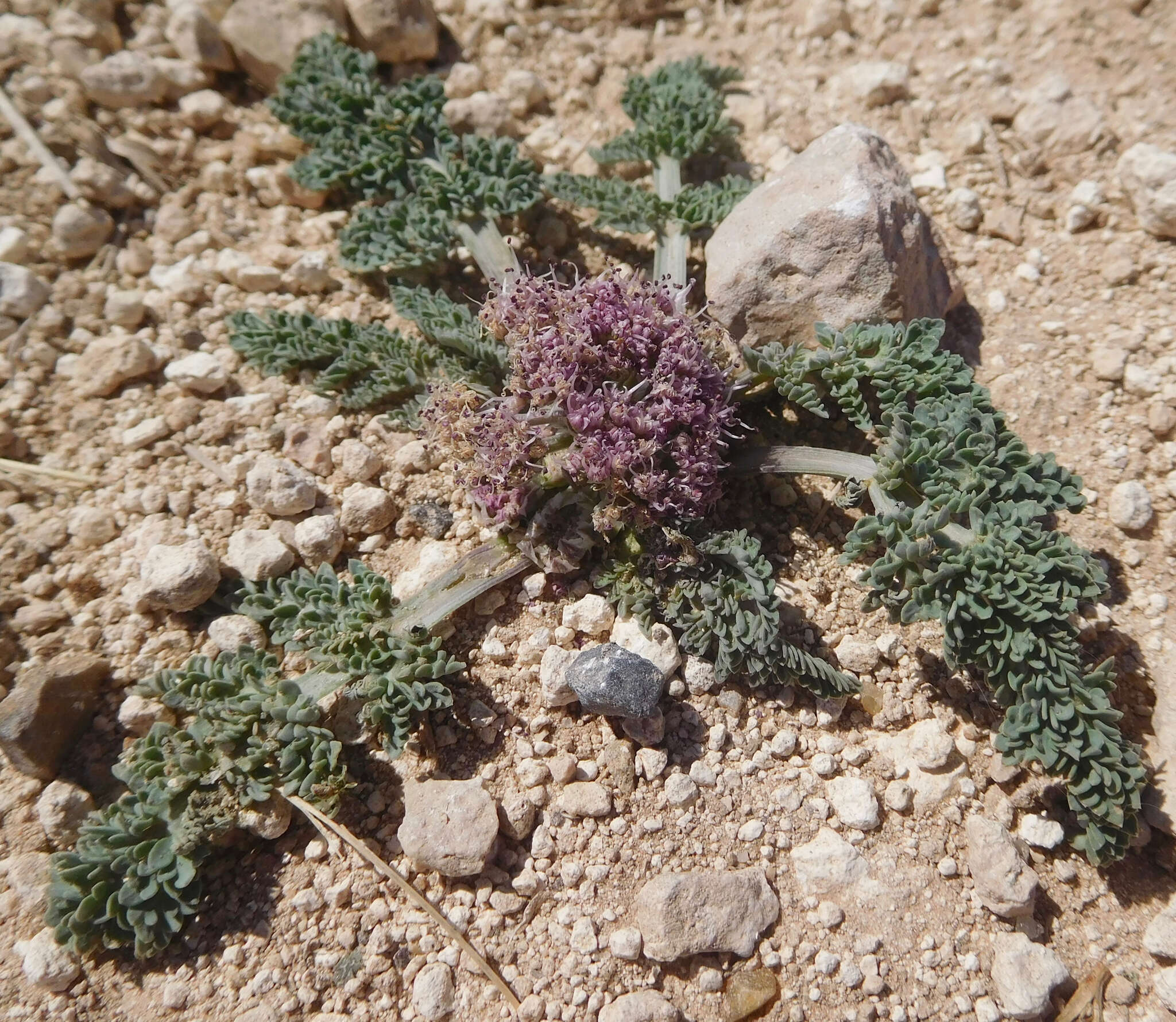 Слика од Vesper montanus (Torr. & A. Gray) R. L. Hartm. & G. L. Nesom