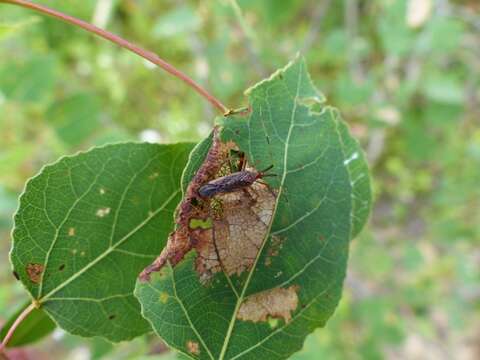 Image of Phytocoris lasiomerus Reuter 1909