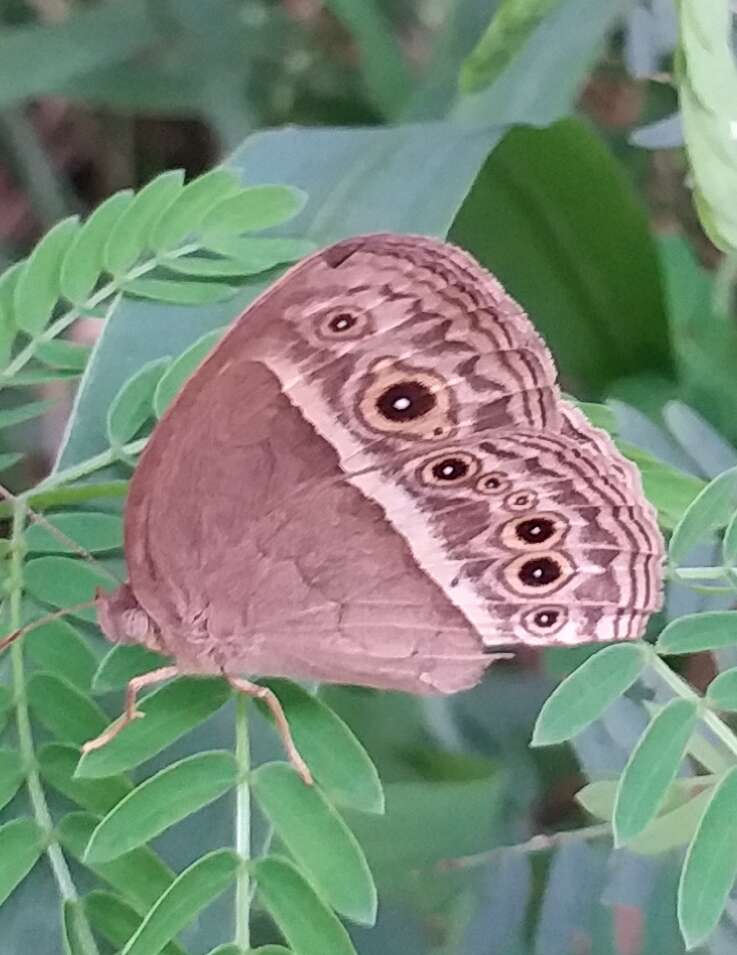 Imagem de Mycalesis mineus Linnaeus 1858