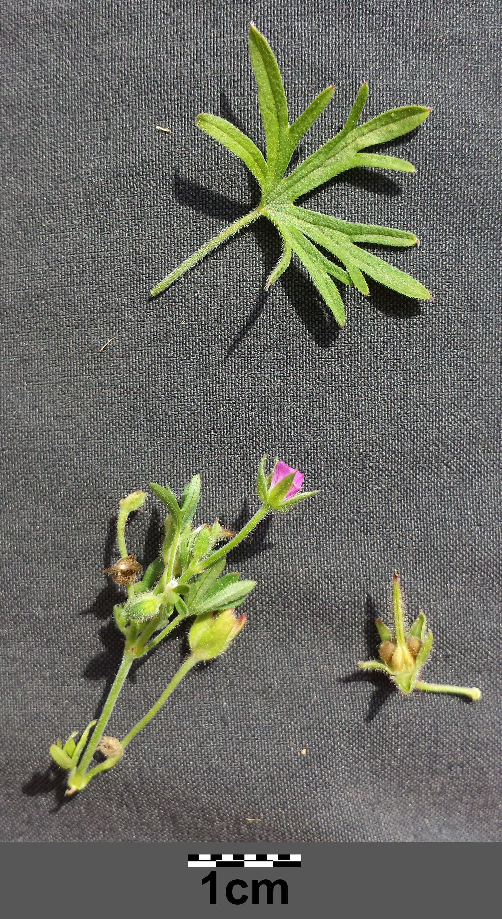 Image of cut-leaved cranesbill