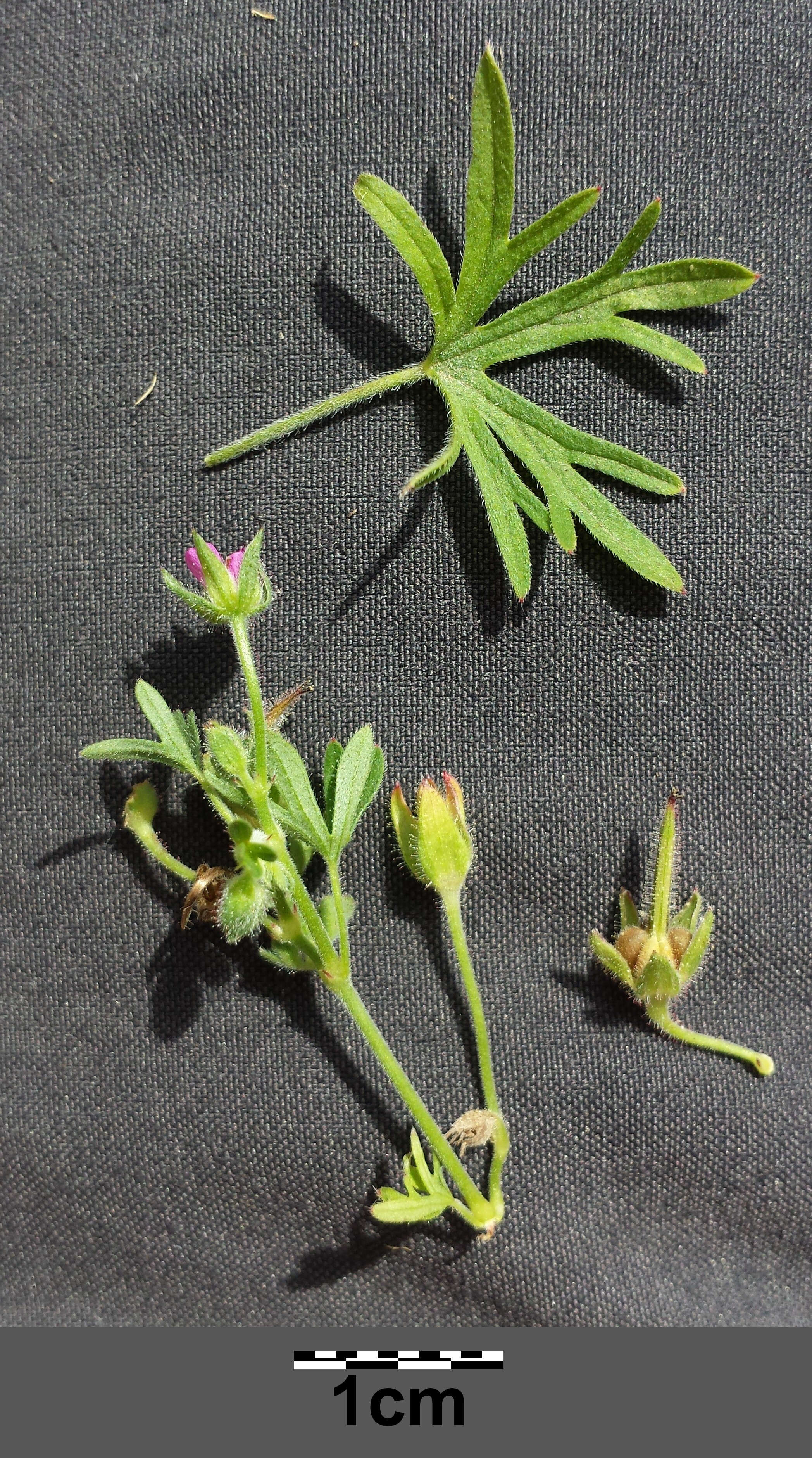 Image of cut-leaved cranesbill