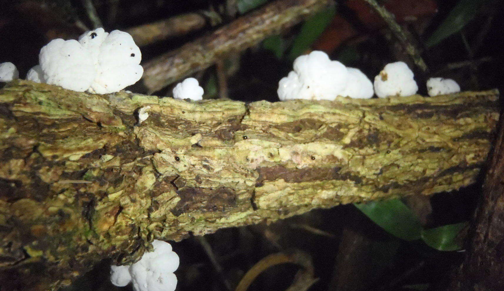 Image of Campanella capensis (Berk.) D. A. Reid 1975