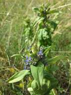 Image of Cross gentian