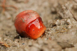 Image of Bakawan rotundata (A. Adams 1850)