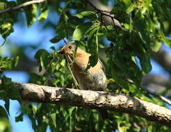 Image of Eastern Bluebird