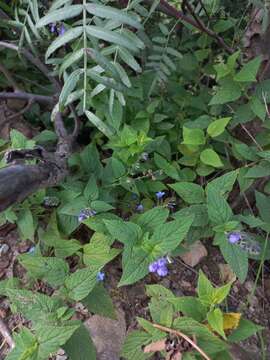 Image de Salvia rypara Briq.