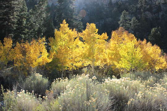 Image of quaking aspen