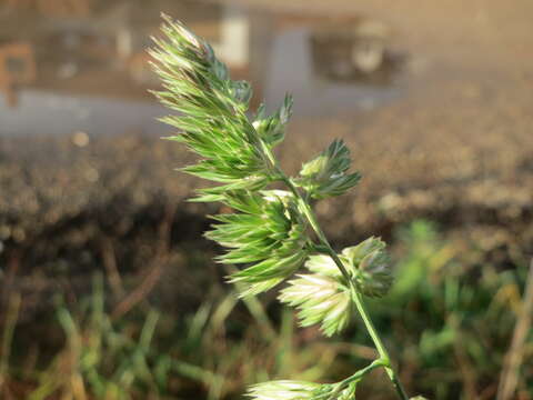 Image of Cocksfoot or Orchard Grass