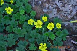 Image of Oxalis lasiorrhiza Salter