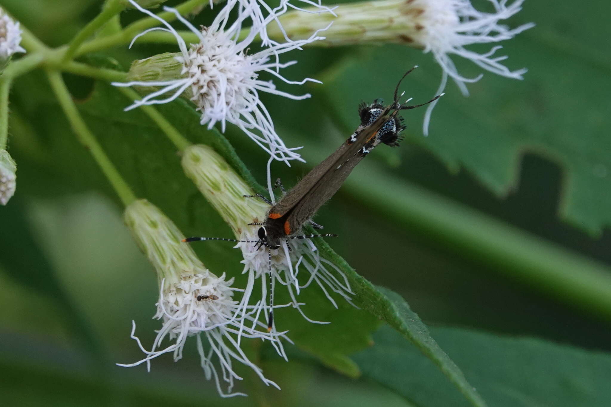 Image of Fulvous Hairstreak