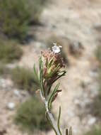 Image de Teucrium pumilum Loefl. ex L.