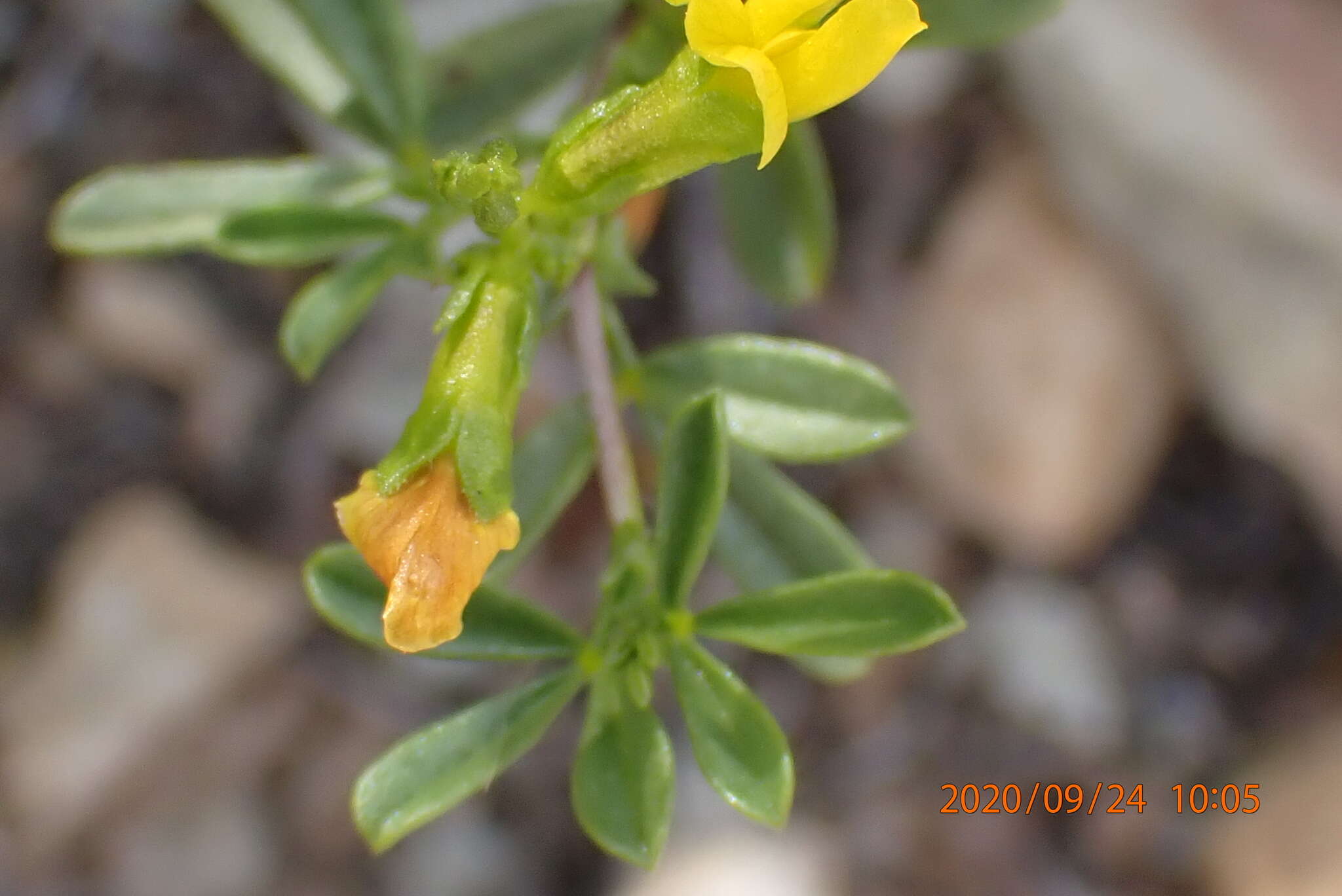 Image of Melolobium candicans (E. Mey.) Eckl. & Zeyh.