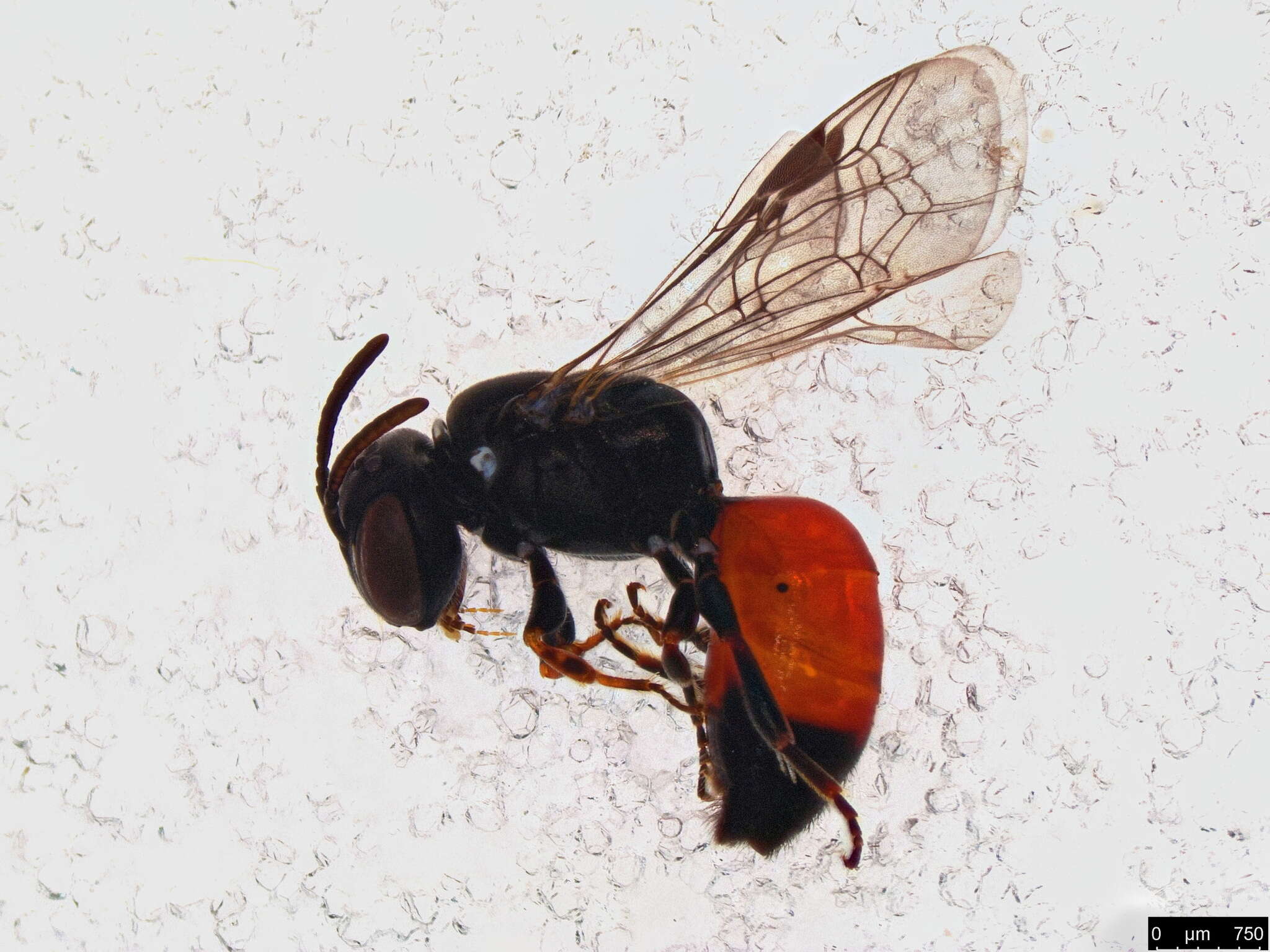 Image of Hylaeus littleri (Cockerell 1918)