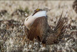 Image of Gunnison sage-grouse; greater sage-grouse