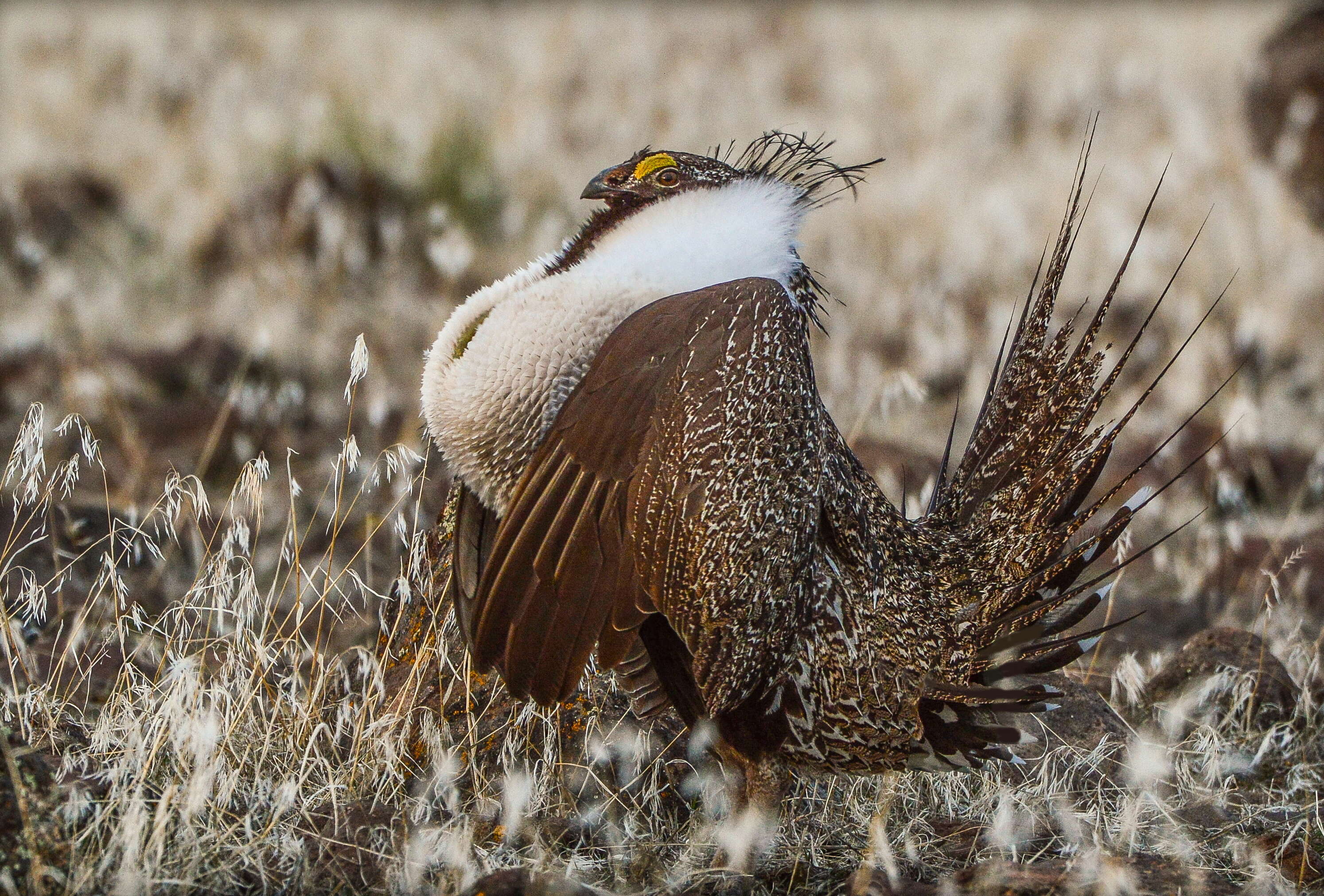 Image of Gunnison sage-grouse; greater sage-grouse