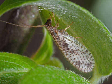 Image of Brown lacewing