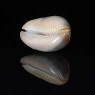 صورة Lyncina ventriculus (Lamarck 1810)