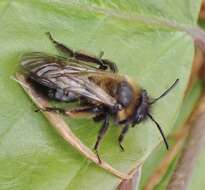 Image of Andrena bicolor Fabricius 1775