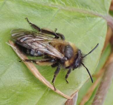 Image of Andrena bicolor Fabricius 1775