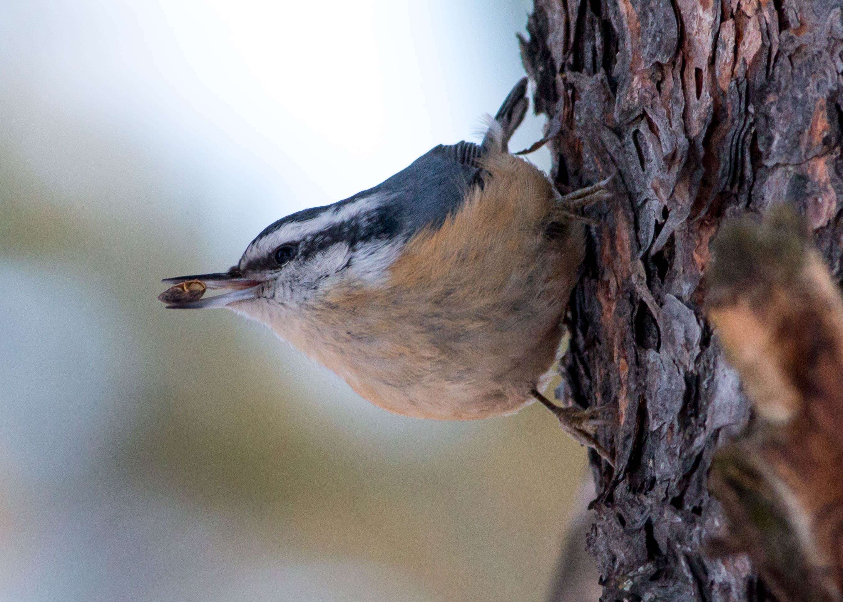 Image of Red-breasted Nuthatch