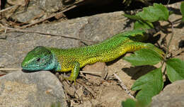 Image of Lacerta viridis viridis (Laurenti 1768)