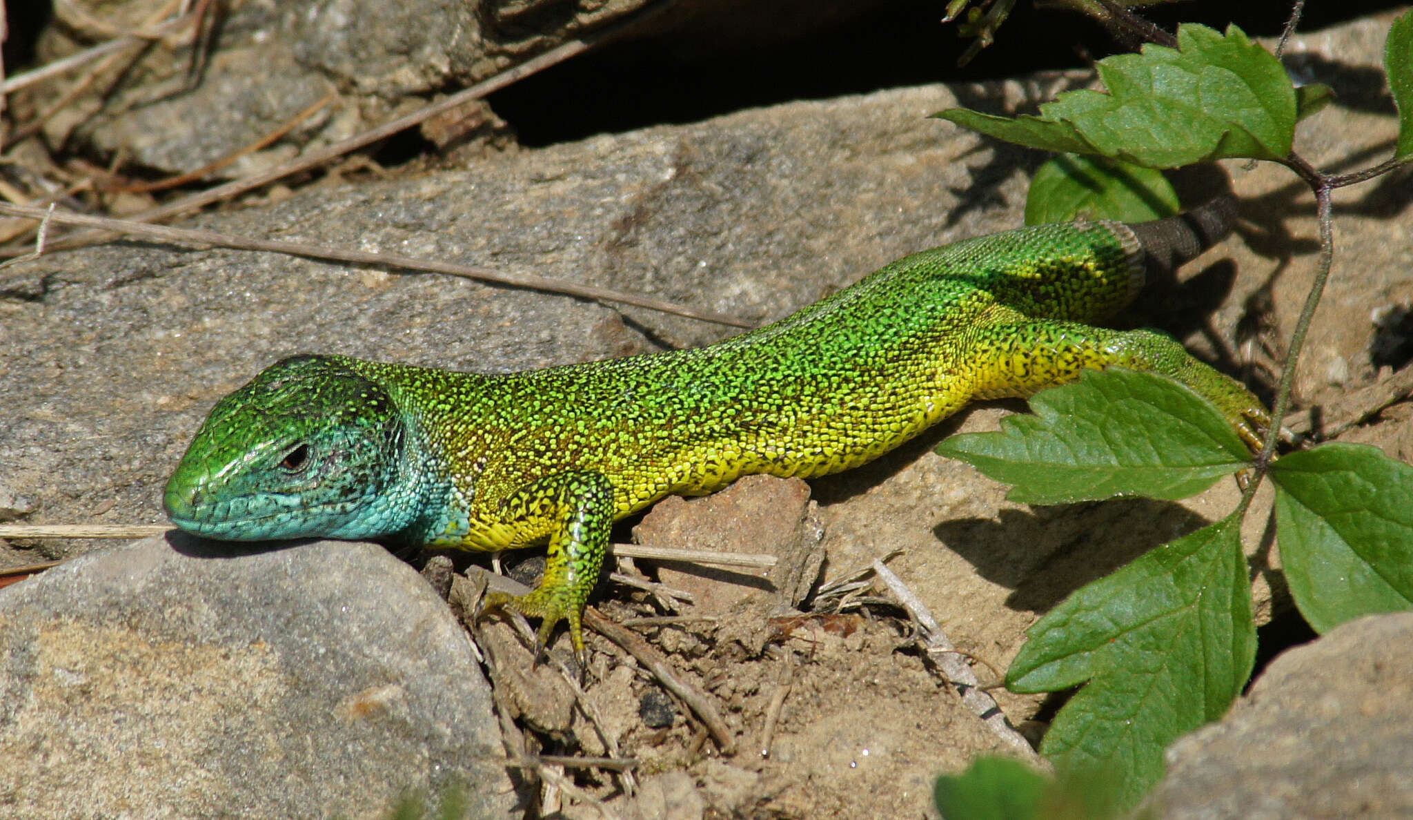 Image de Lacerta viridis viridis (Laurenti 1768)