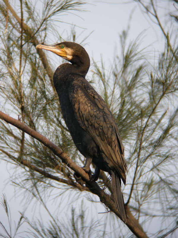 Image of Phalacrocorax Brisson 1760