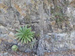 Слика од Echium simplex DC.