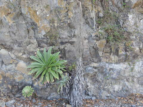 Слика од Echium simplex DC.