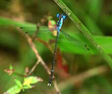 Image of Lestes praevius Lieftinck 1940