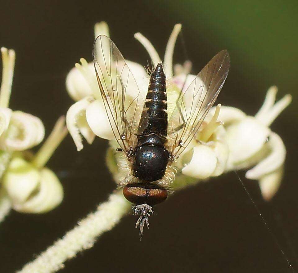 Image of Australiphthiria