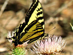 صورة Papilio rutulus Lucas 1852