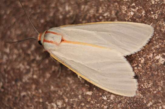 Image of Yellow-edged Pygarctia