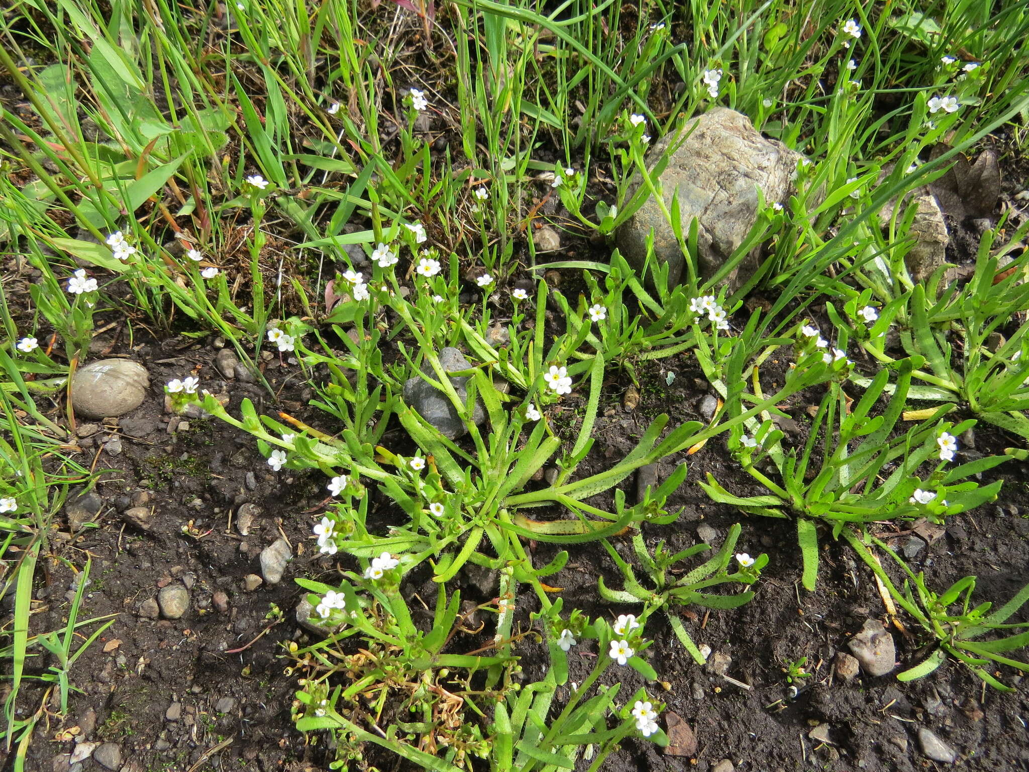 Plancia ëd Plagiobothrys scouleri (Hook. & Arn.) I. M. Johnst.