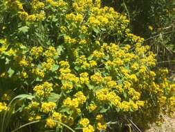 Image of eggleaf spurge