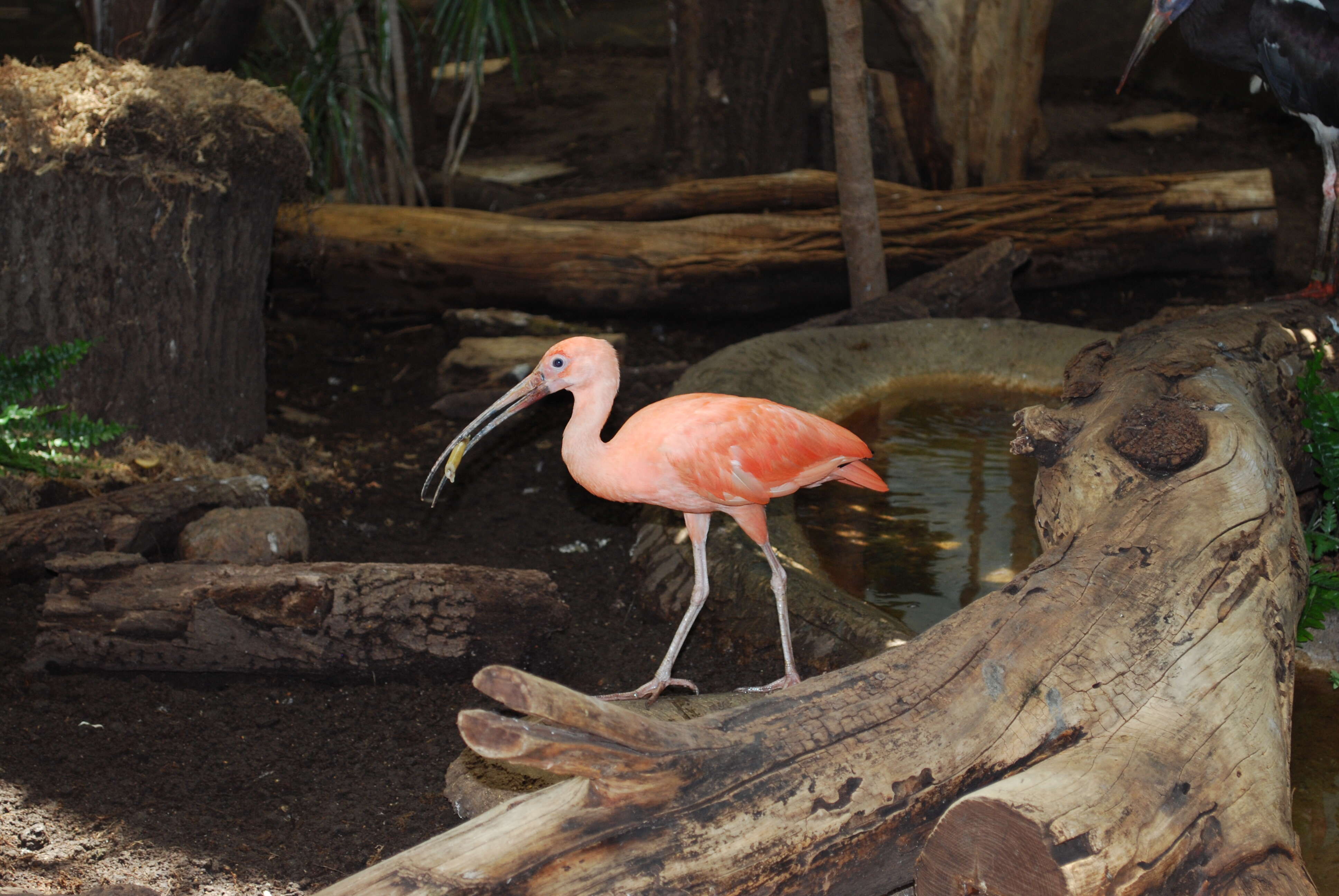 Image of Scarlet Ibis