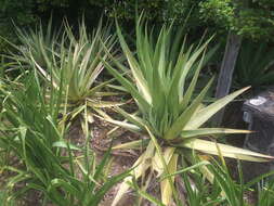 Aloe tormentorii (Marais) L. E. Newton & G. D. Rowley resmi