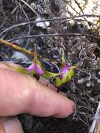 Image of Disperis capensis var. brevicaudata Rolfe