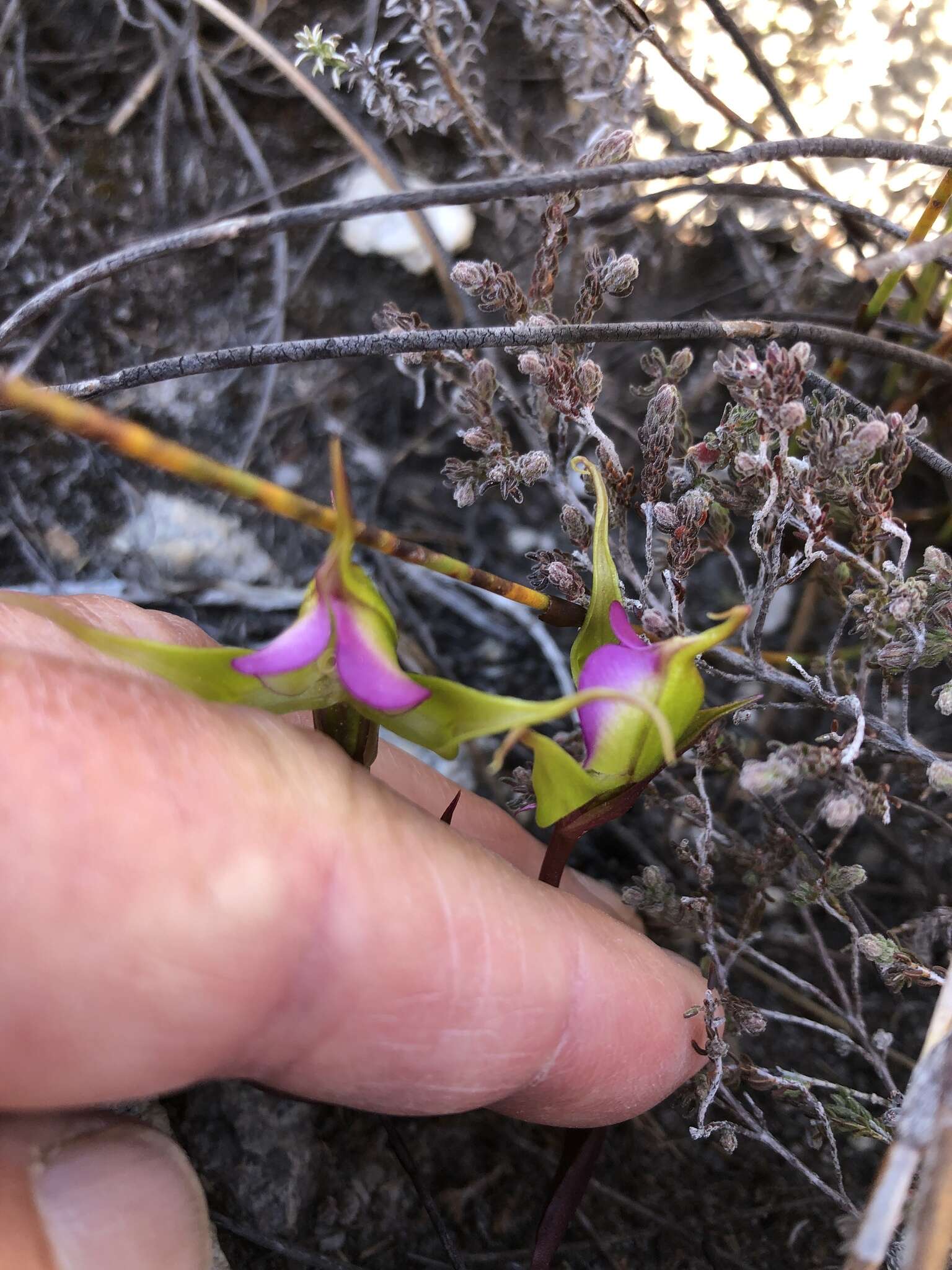 Disperis capensis var. brevicaudata Rolfe的圖片