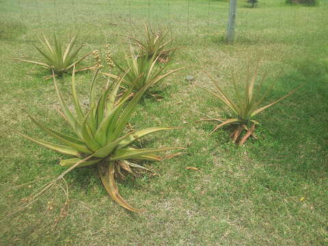 Aloe tormentorii (Marais) L. E. Newton & G. D. Rowley resmi